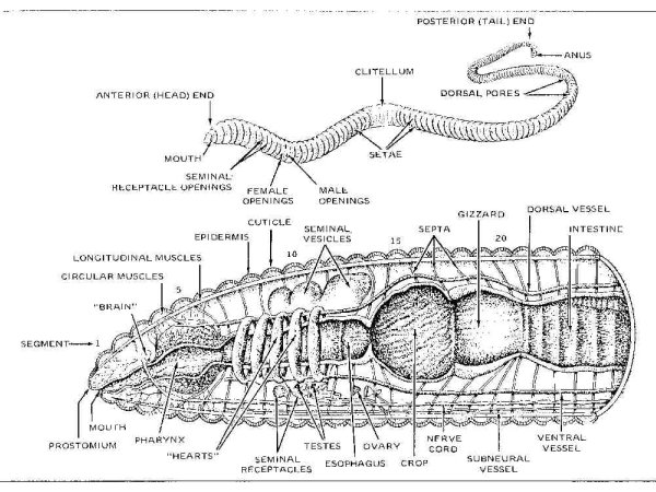labeled earthworm diagram. labeled diagram gifts,