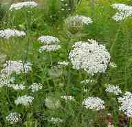 wild carrot or queen anne's lace