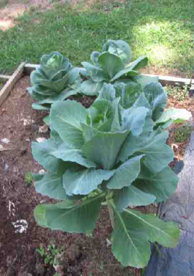 cabbage plant