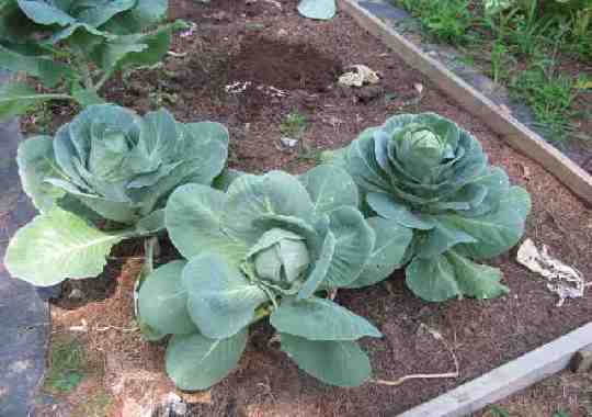 cabbage plants  
