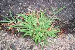 crabgrass