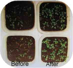 plant growth after worm compost tea clean-up