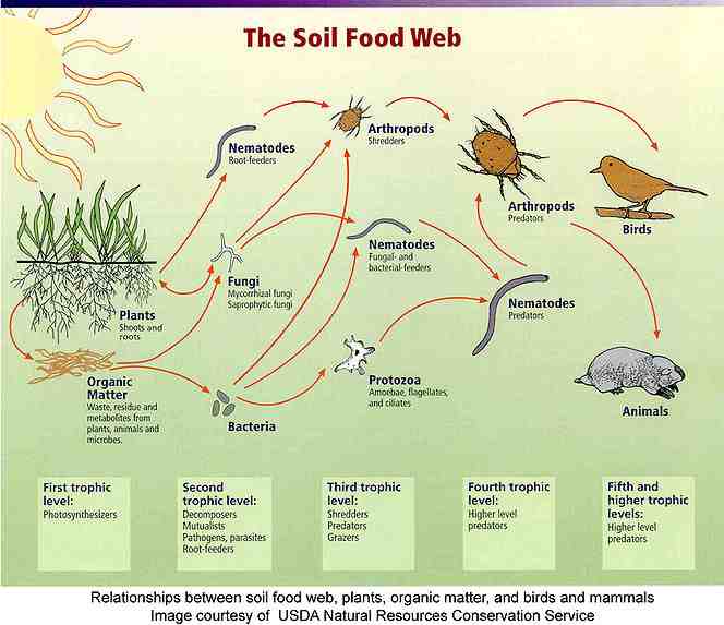 soil food web