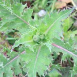 prickly sowthistle