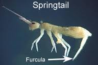 springtail or collembola