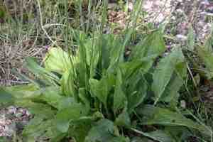 broadleaf plantain