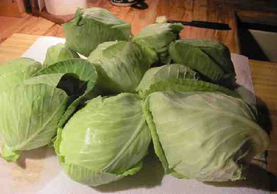 cabbage harvest