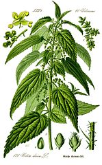 stinging nettle