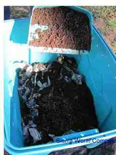 adding worms to worm bin  